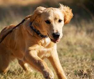 Golden retriever moving through a DogNexus training session on leash