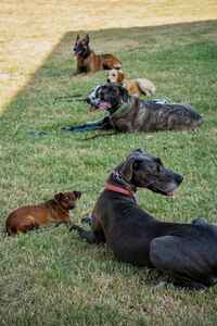 Group of dogs of varied breeds resting calmly on leash during a DogNexus training session