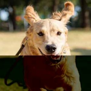 Golden retriever running joyfully on leash during dog training