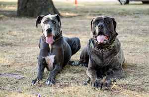 Two large breed dogs lying calmly on grass after DogNexus training