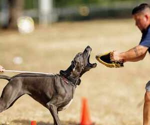 DogNexus trainer working a dog on controlled engagement during patrol/protection training