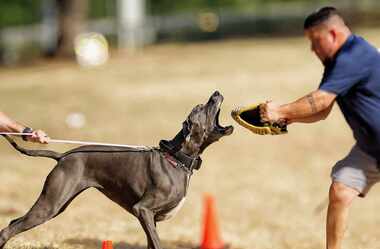 DogNexus trainer working a dog on controlled engagement during patrol/protection training